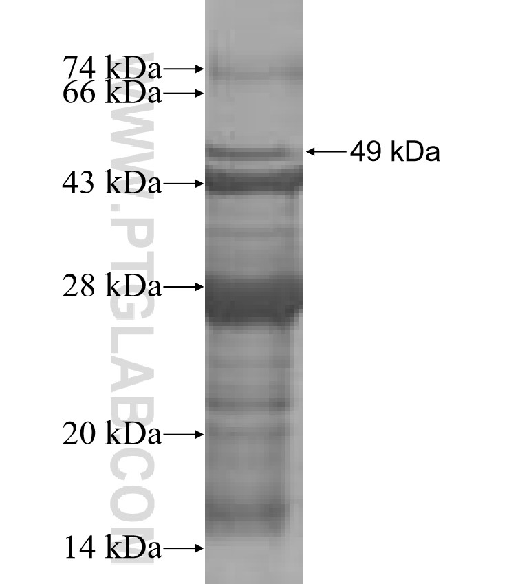 CD2 fusion protein Ag0423 SDS-PAGE