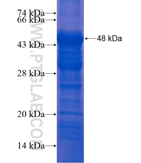 CD2 fusion protein Ag21122 SDS-PAGE