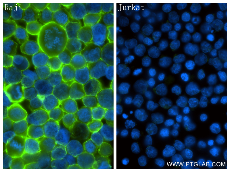 IF Staining of Jurkat using 86480-1-RR
