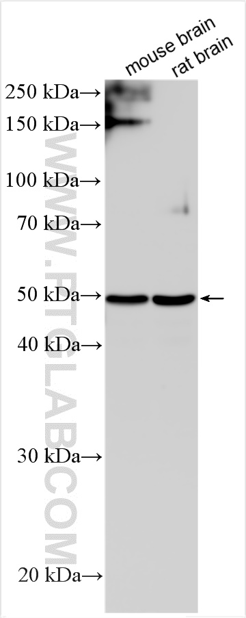 WB analysis using 30570-1-AP