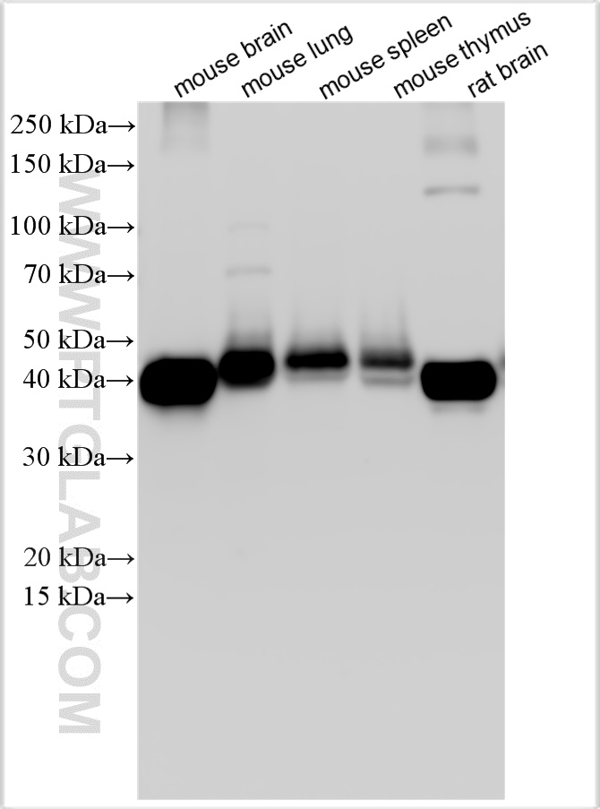 WB analysis using 31444-1-AP