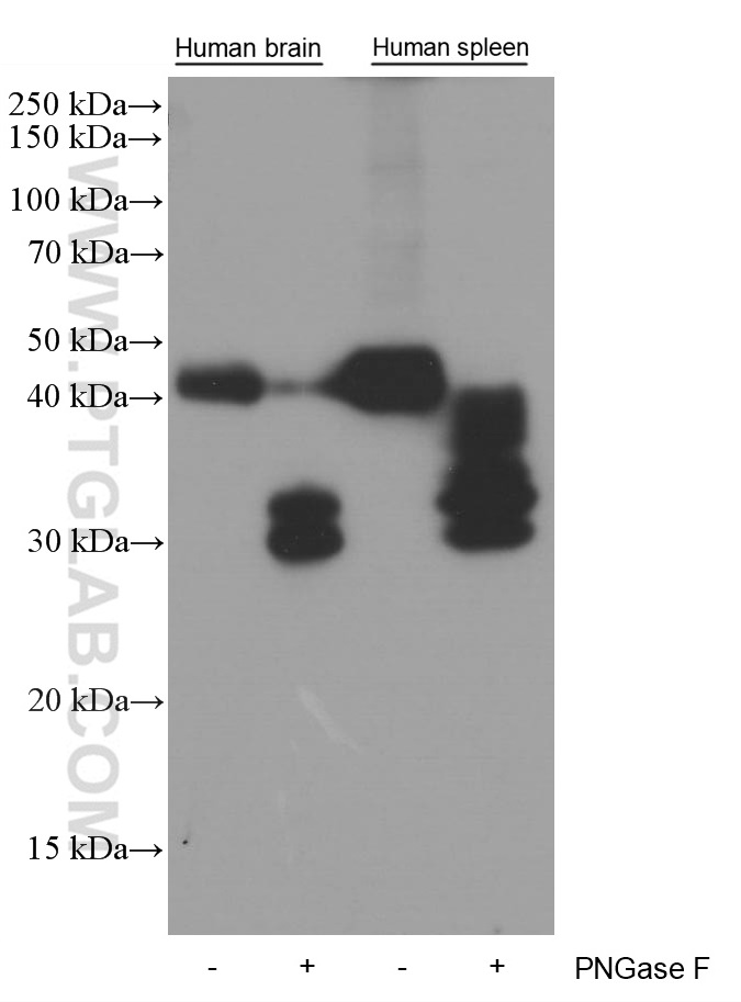 WB analysis of fetal human brain using 66282-1-Ig (same clone as 66282-1-PBS)