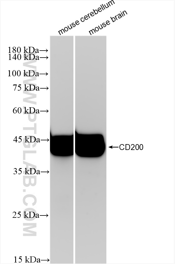 WB analysis using 83437-5-RR (same clone as 83437-5-PBS)