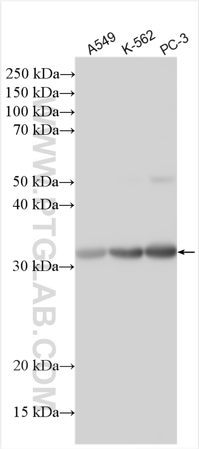 WB analysis using 30013-1-AP