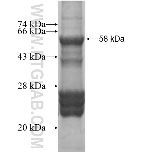 CD200R1 fusion protein Ag12632 SDS-PAGE CD200R1 fusion protein Ag12632 SDS-PAGE