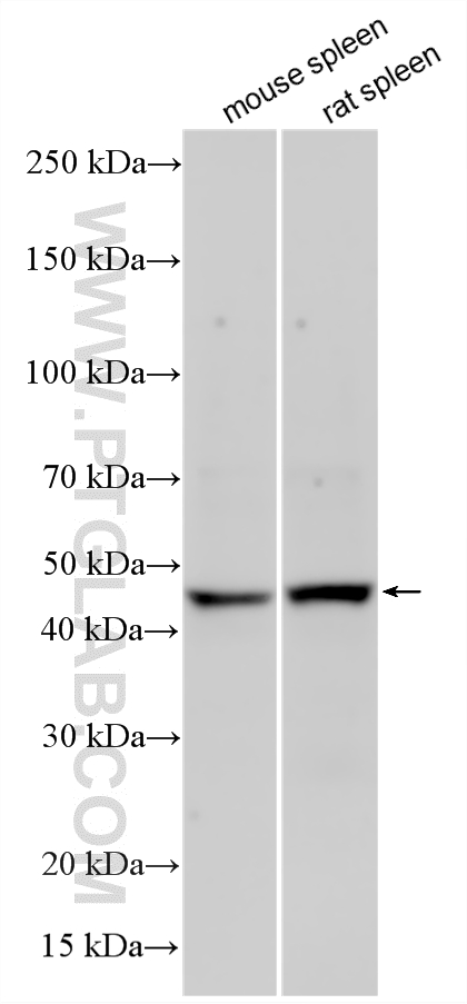 Various lysates were subjected to SDS PAGE followed by western blot with 34012-1-AP (CD200R1L antibody) at dilution of 1:500 incubated at room temperature for 1.5 hours. WB analysis using 34012-1-AP