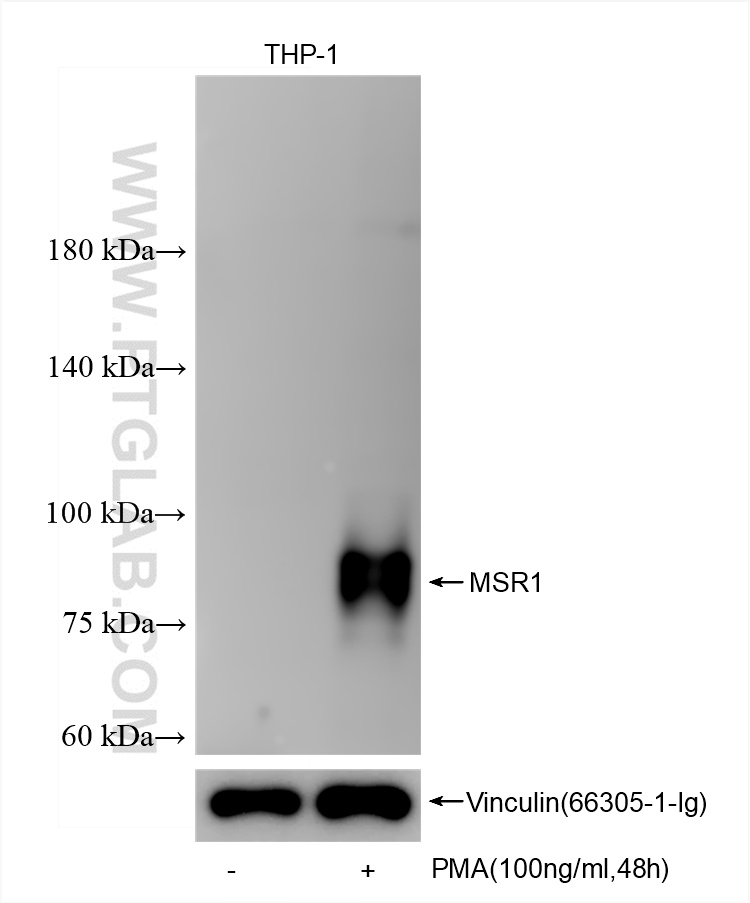 WB analysis using 85441-4-RR