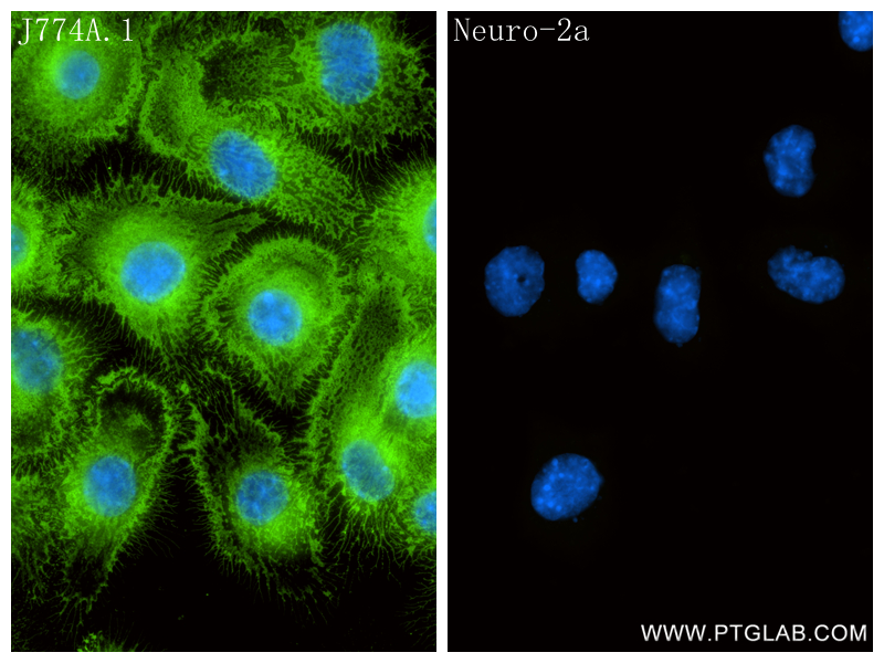 IF Staining of J774A.1 using 86552-3-RR