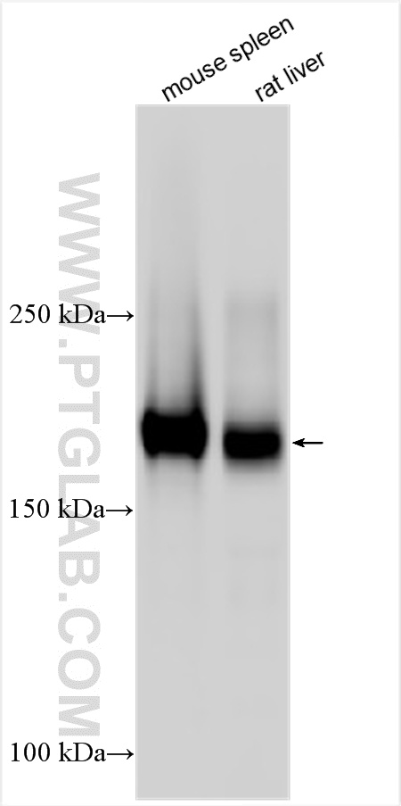 WB analysis using 32647-1-AP