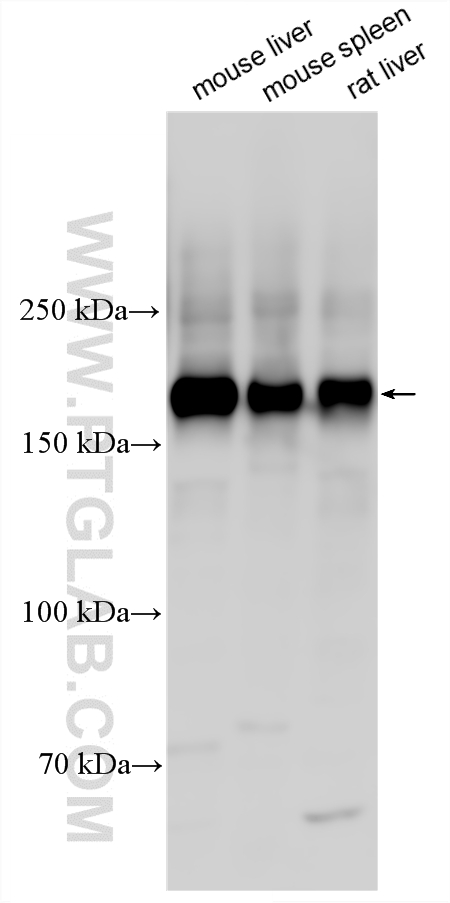WB analysis using 32647-1-AP