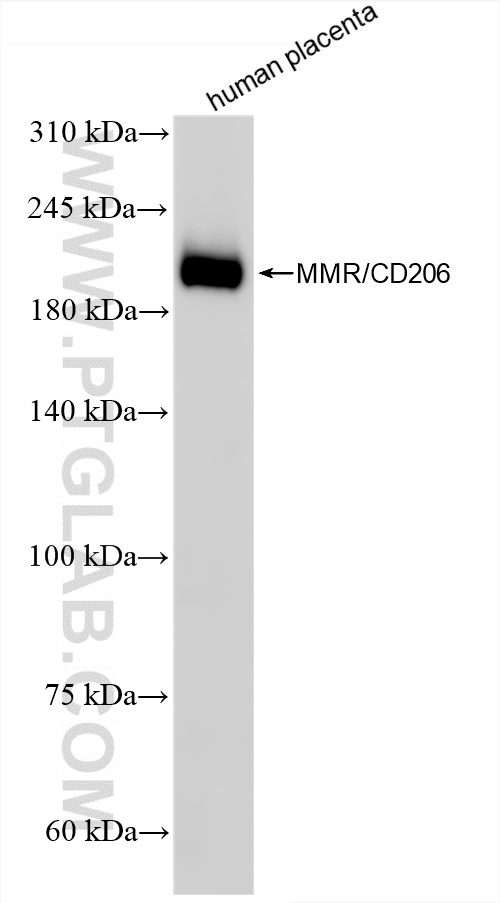 WB analysis of human placenta using 81525-2-RR