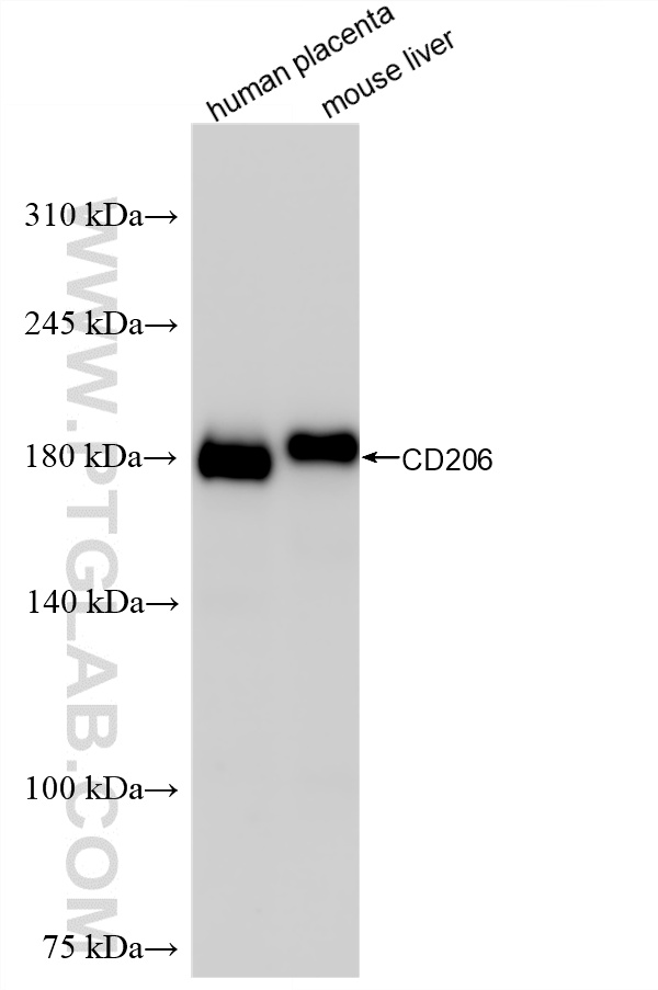 WB analysis using 81525-2-RR