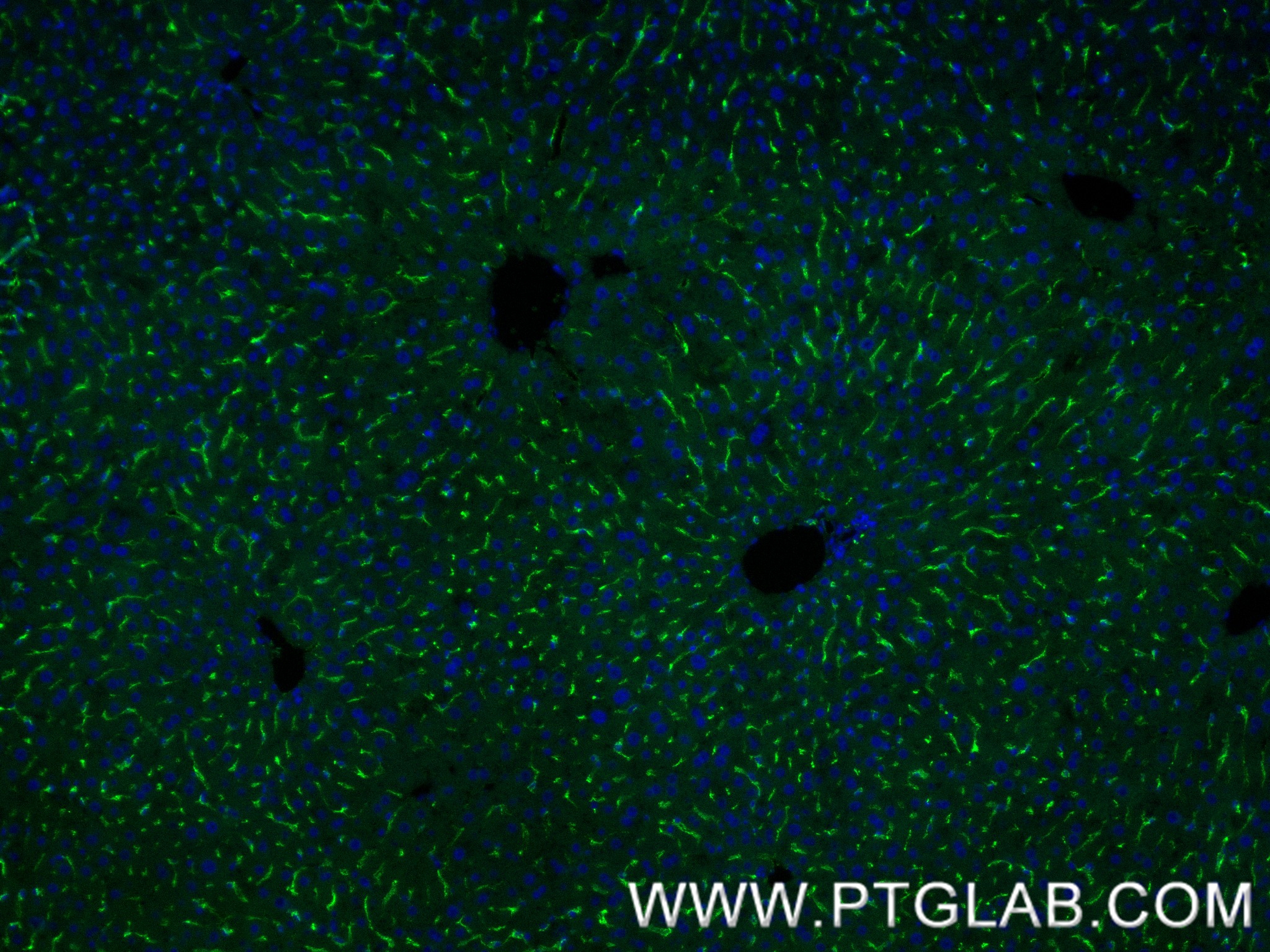 IF Staining of mouse liver using 83485-1-RR (same clone as 83485-1-PBS)