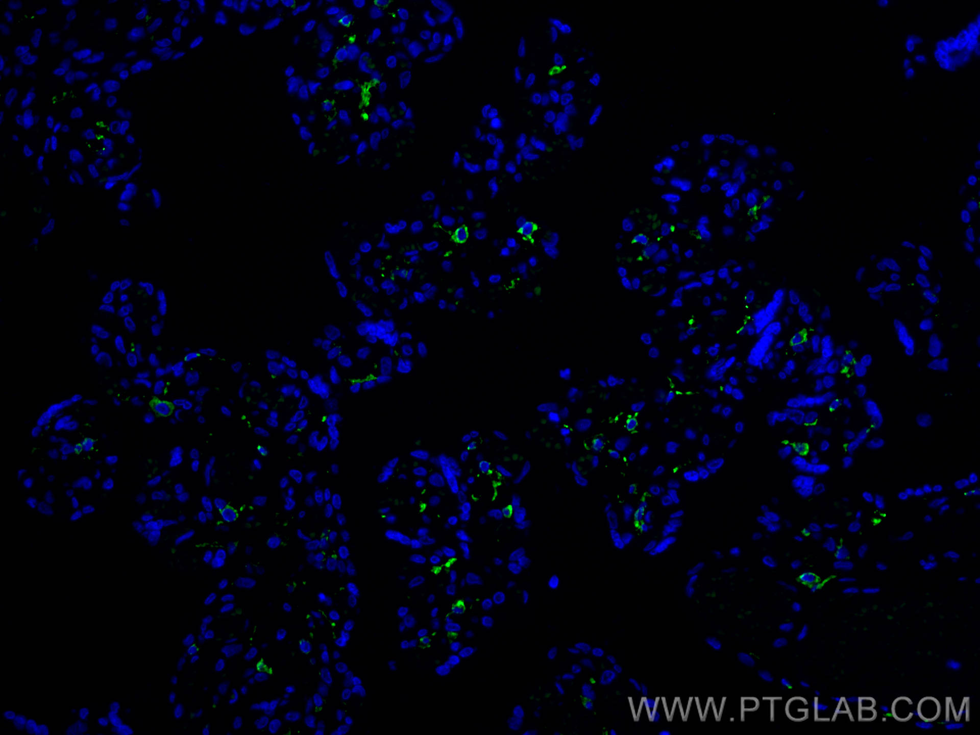 IF Staining of human placenta using CL488-81525