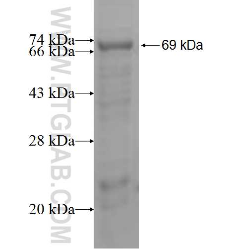 CD209 fusion protein Ag5954 SDS-PAGE CD209 fusion protein Ag5954 SDS-PAGE