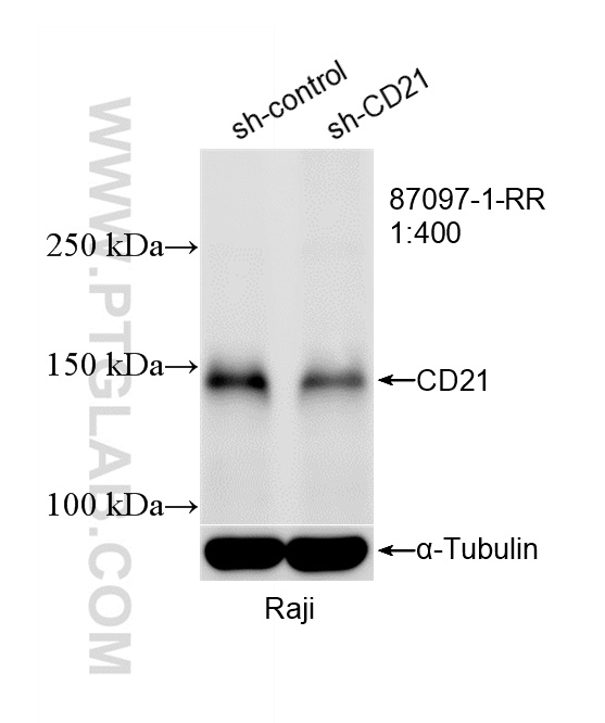 WB analysis of Raji using 87097-1-RR WB analysis of Raji using 87097-1-RR