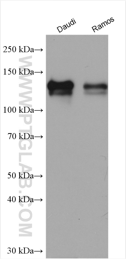 WB analysis using 21894-1-AP