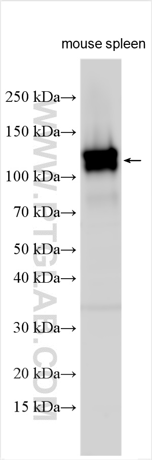 WB analysis using 32183-1-AP