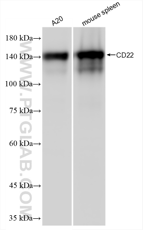 WB analysis using 86128-1-RR