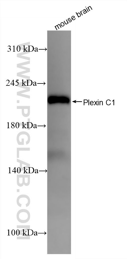 WB analysis using 87759-2-RR