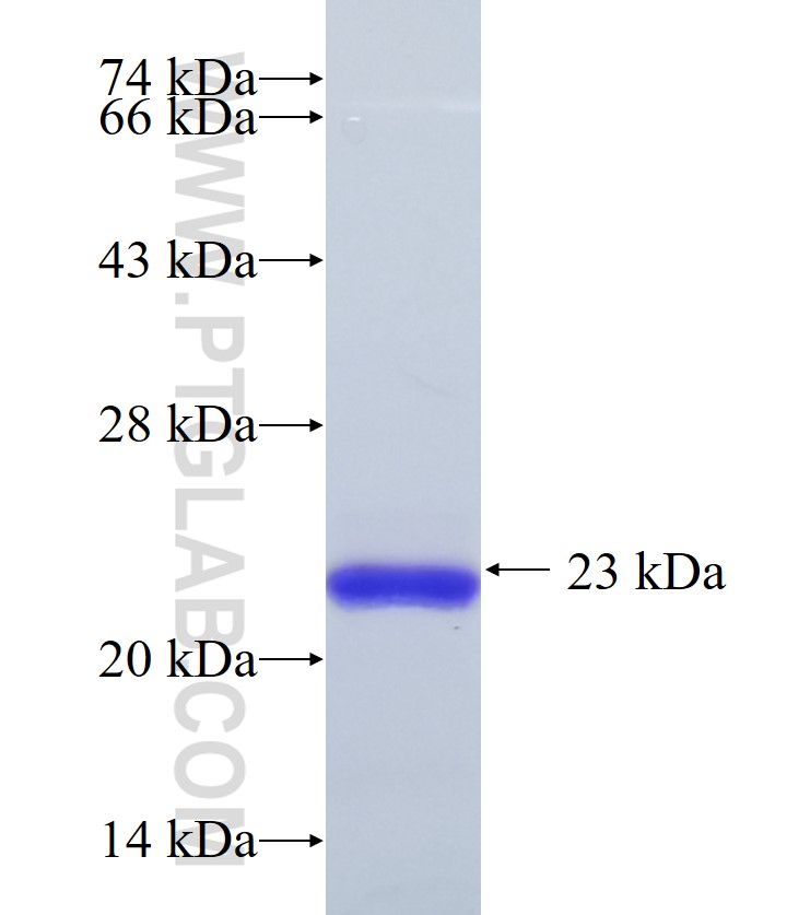 CD235a fusion protein Ag33324 SDS-PAGE CD235a fusion protein Ag33324 SDS-PAGE