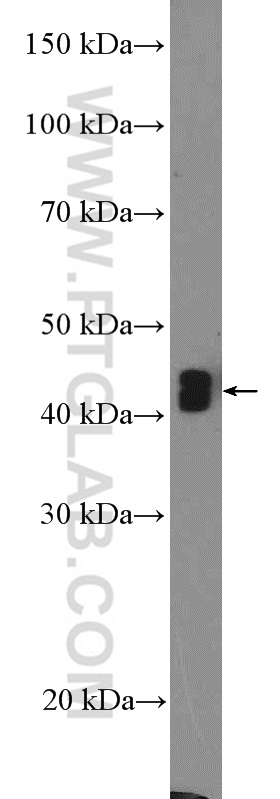 WB analysis of MCF-7 using 18330-1-AP