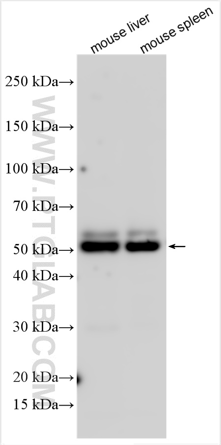 WB analysis using 32150-1-AP