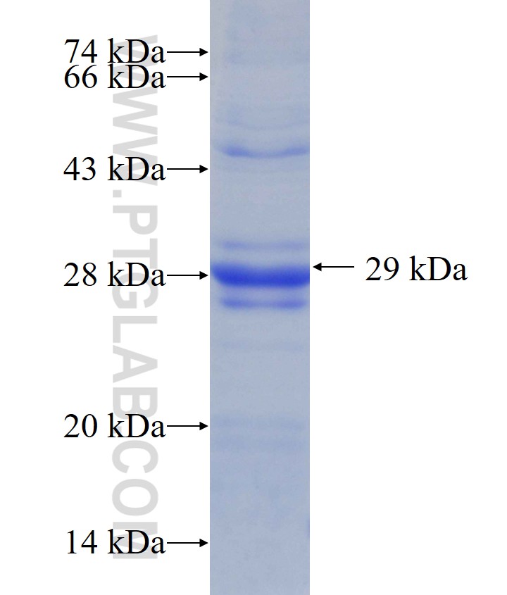 CD244 fusion protein Ag10620 SDS-PAGE