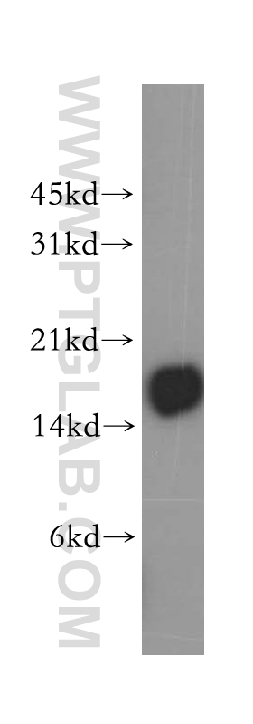 WB analysis of Jurkat using 12837-2-AP