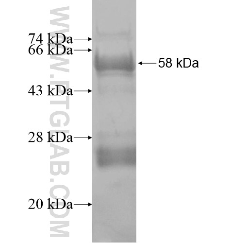 CD248 fusion protein Ag13334 SDS-PAGE