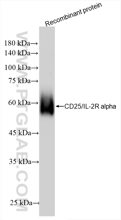 WB analysis using 86213-1-RR (same clone as 86213-1-PBS)