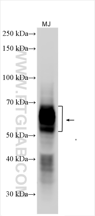 WB analysis using 30449-1-AP