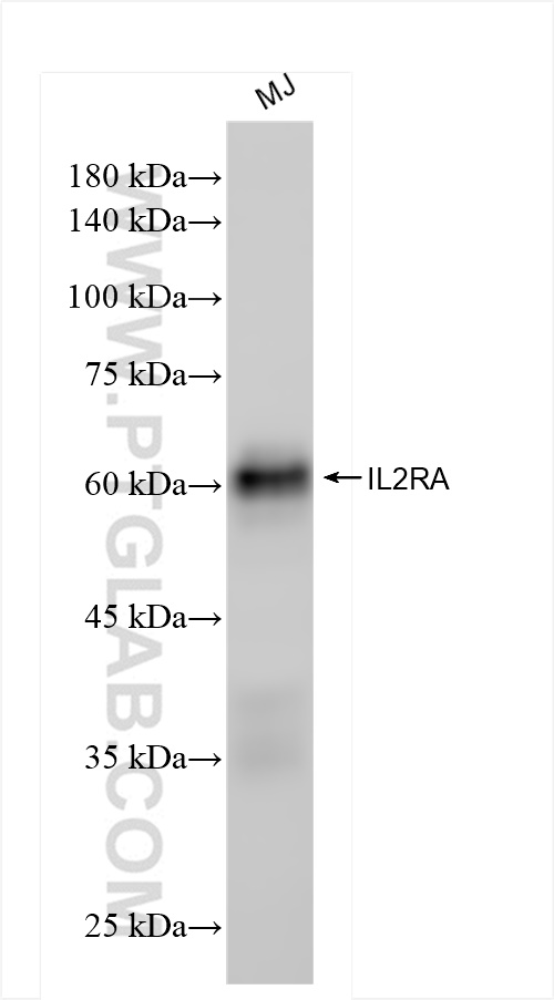 WB analysis of MJ using 83896-1-RR (same clone as 83896-1-PBS)