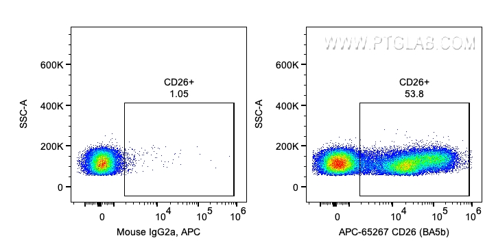 CD26