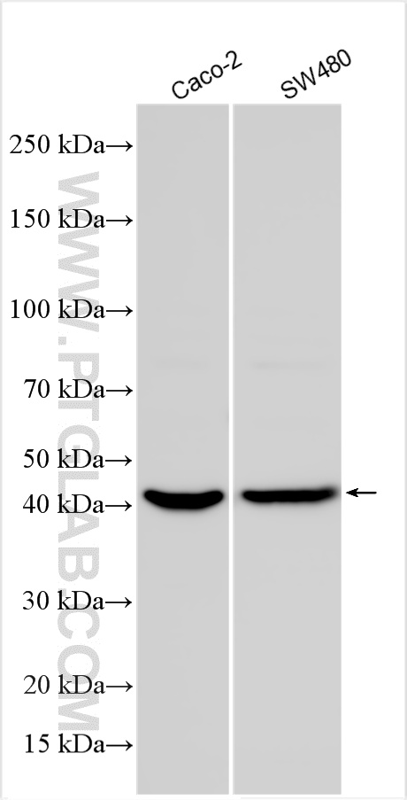 WB analysis using 29233-1-AP