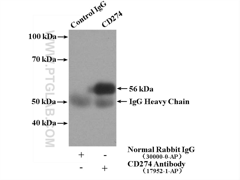 IP experiment of mouse heart using 17952-1-AP