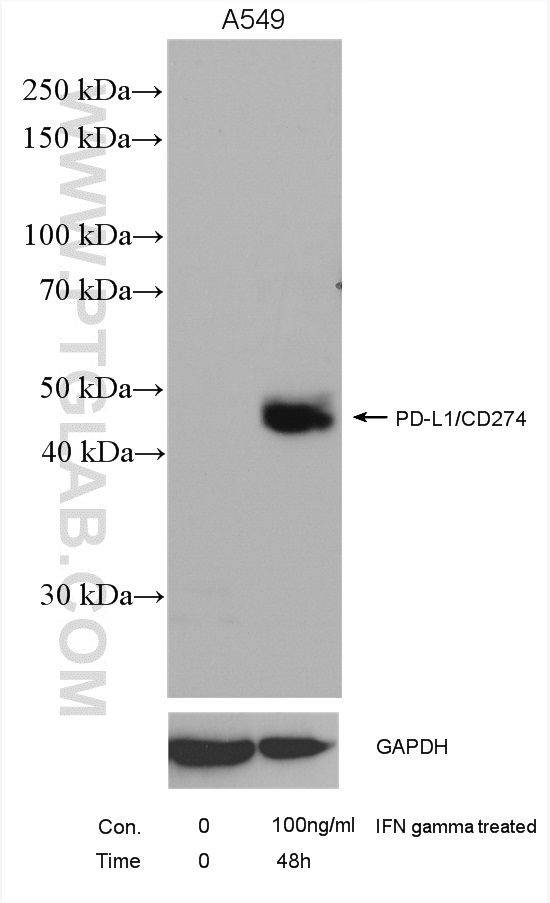 WB analysis using 17952-1-AP