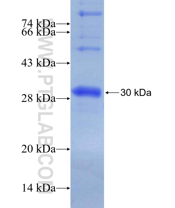 PD-L1/CD274 fusion protein Ag12443 SDS-PAGE