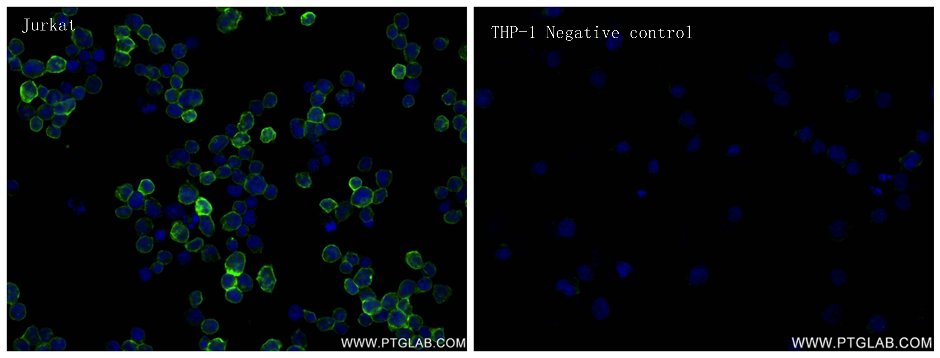 IF Staining of Jurkat using 83383-6-RR (same clone as 83383-6-PBS)