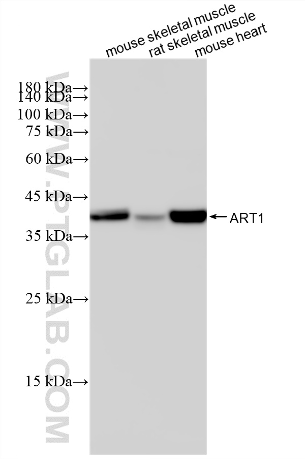 WB analysis using 87577-1-RR