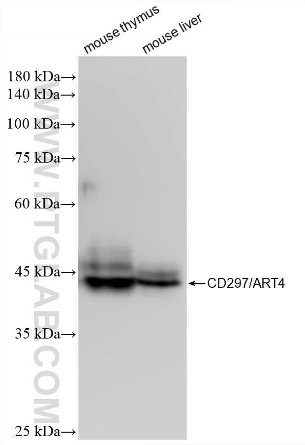 Various lysates were subjected to SDS PAGE followed by western blot with 87399-1-RR (CD297/ART4 antibody) at dilution of 1:2000 incubated at room temperature for 1.5 hours. WB analysis using 87399-1-RR
