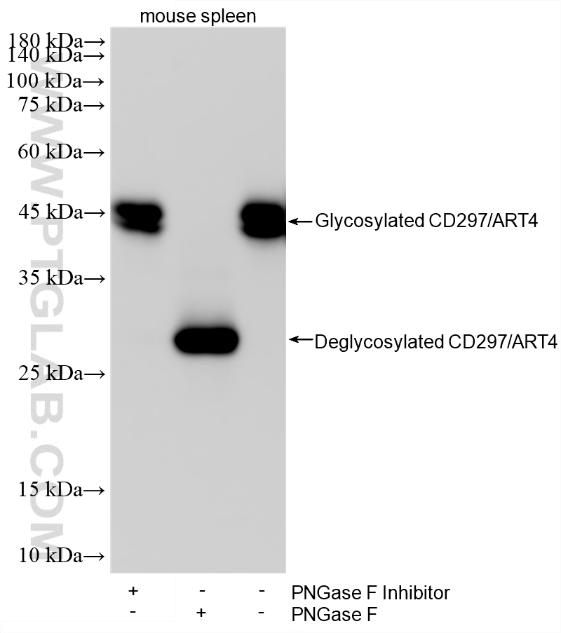 Various lysates were subjected to SDS PAGE followed by western blot with 87399-1-RR (CD297/ART4 antibody) at dilution of 1:2000 incubated at room temperature for 1.5 hours. WB analysis using 87399-1-RR