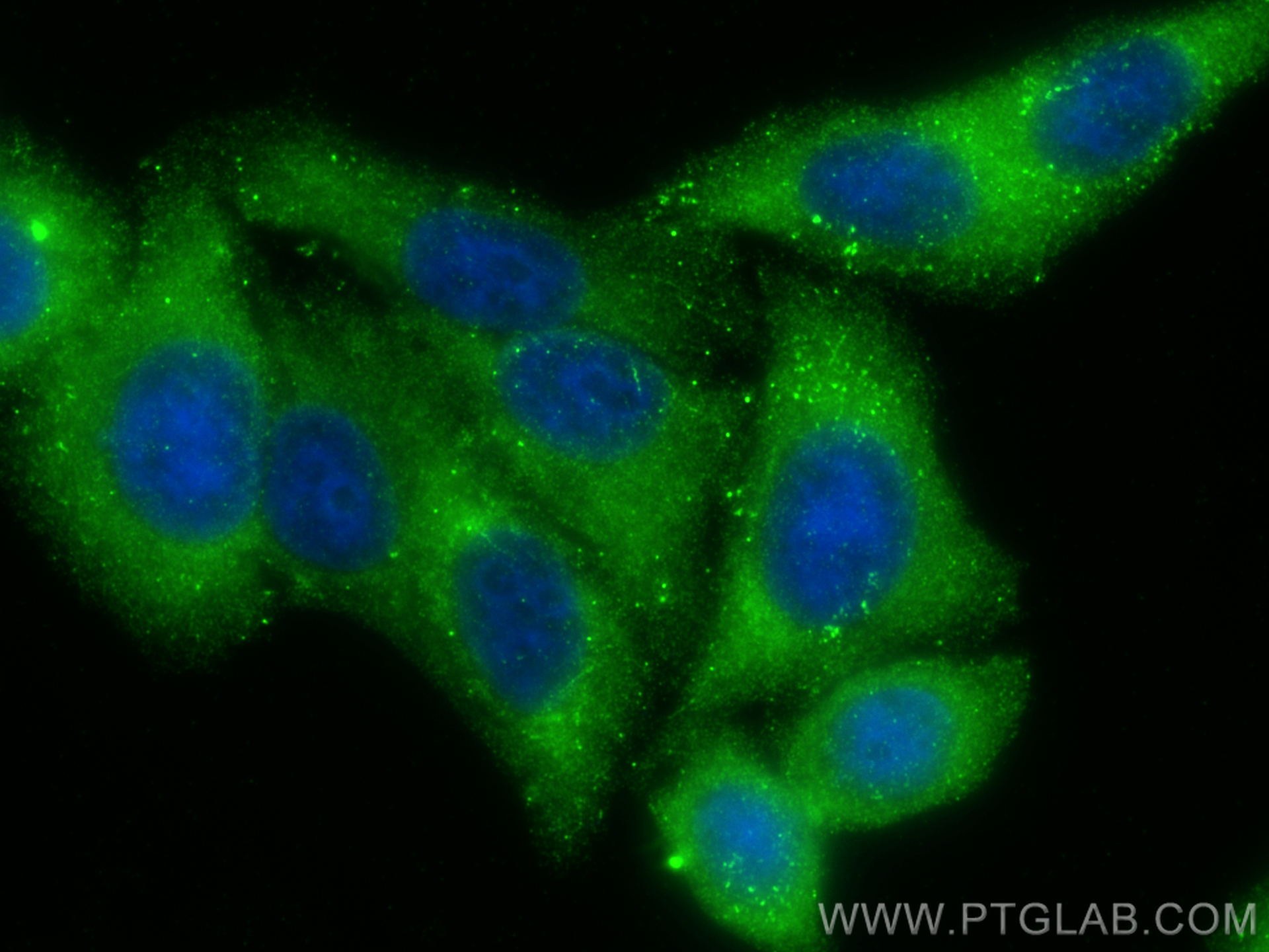 IF Staining of HepG2 using 32089-1-AP