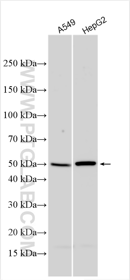 WB analysis using 32930-1-AP