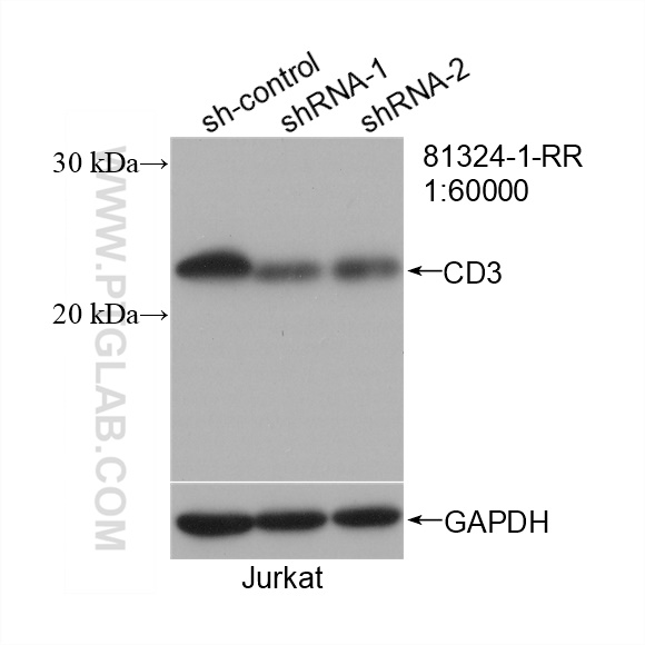 WB analysis of Jurkat using 81324-1-RR