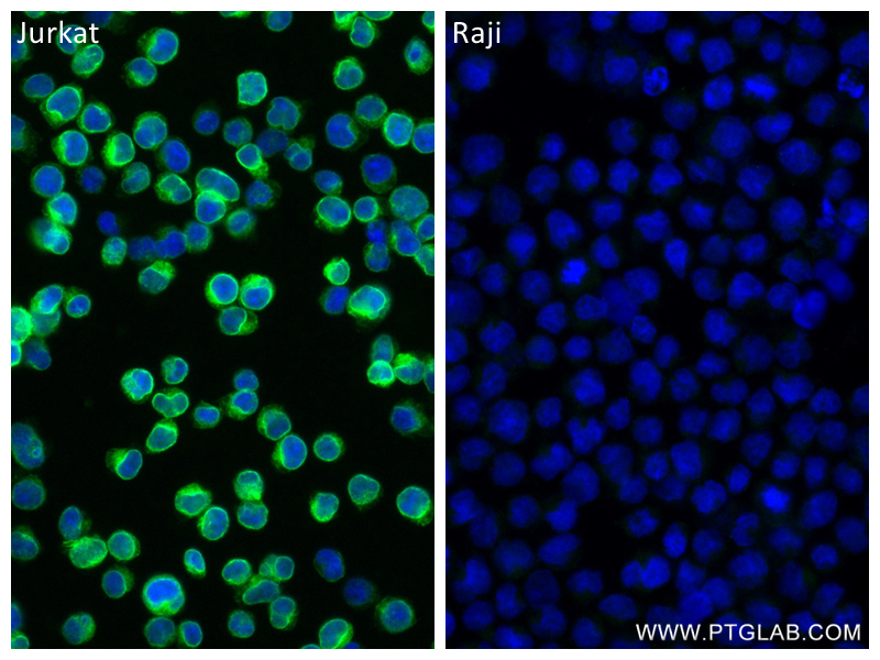 IF Staining of Jurkat using 84505-4-RR
