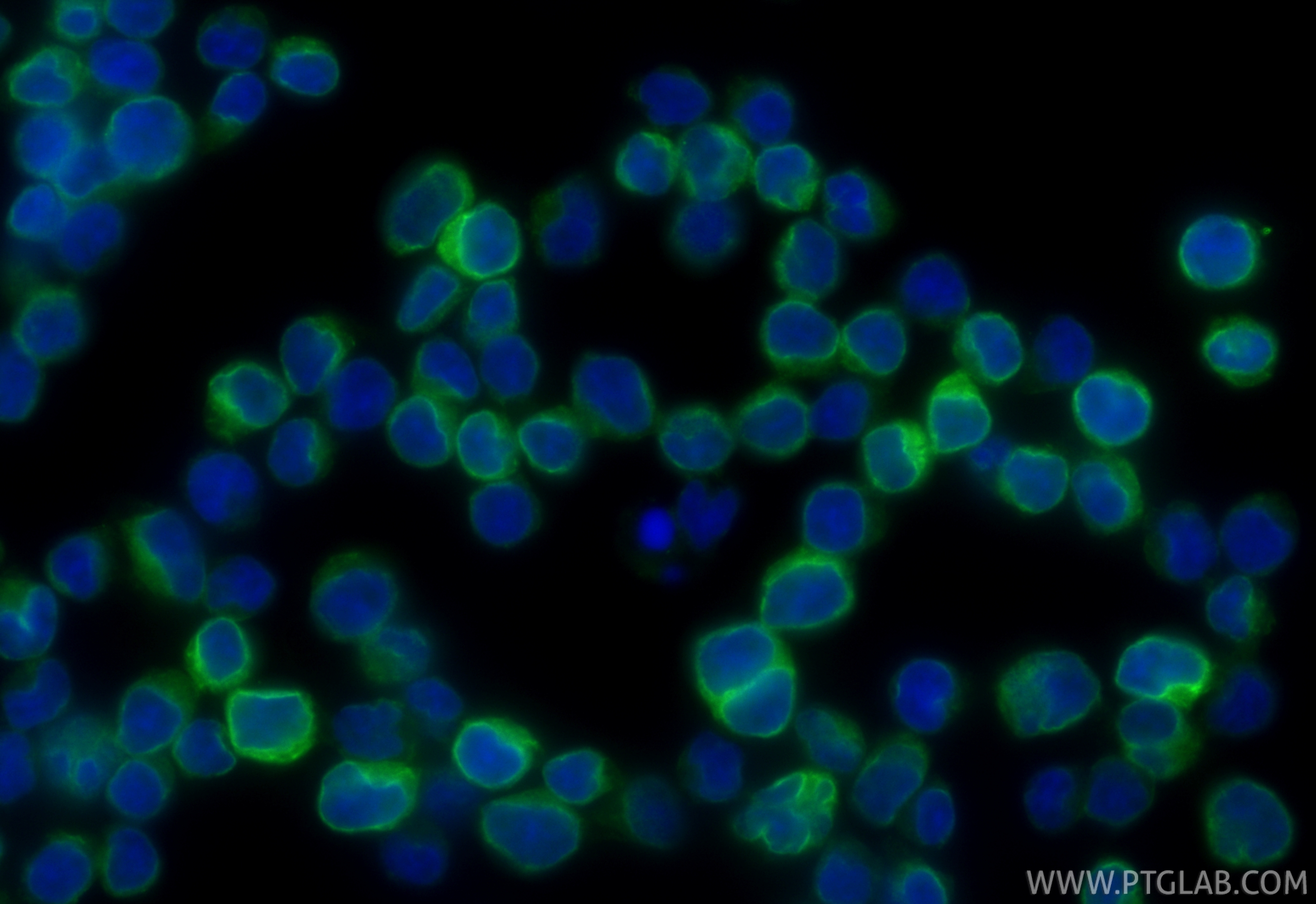 Immunofluorescent analysis of (4% PFA) fixed Jurkat cells using CoraLite® Plus 488 CD3 antibody (CL488-84505-4, Clone: 242012G2 ) at dilution of 1:200. IF Staining of Jurkat using CL488-84505-4