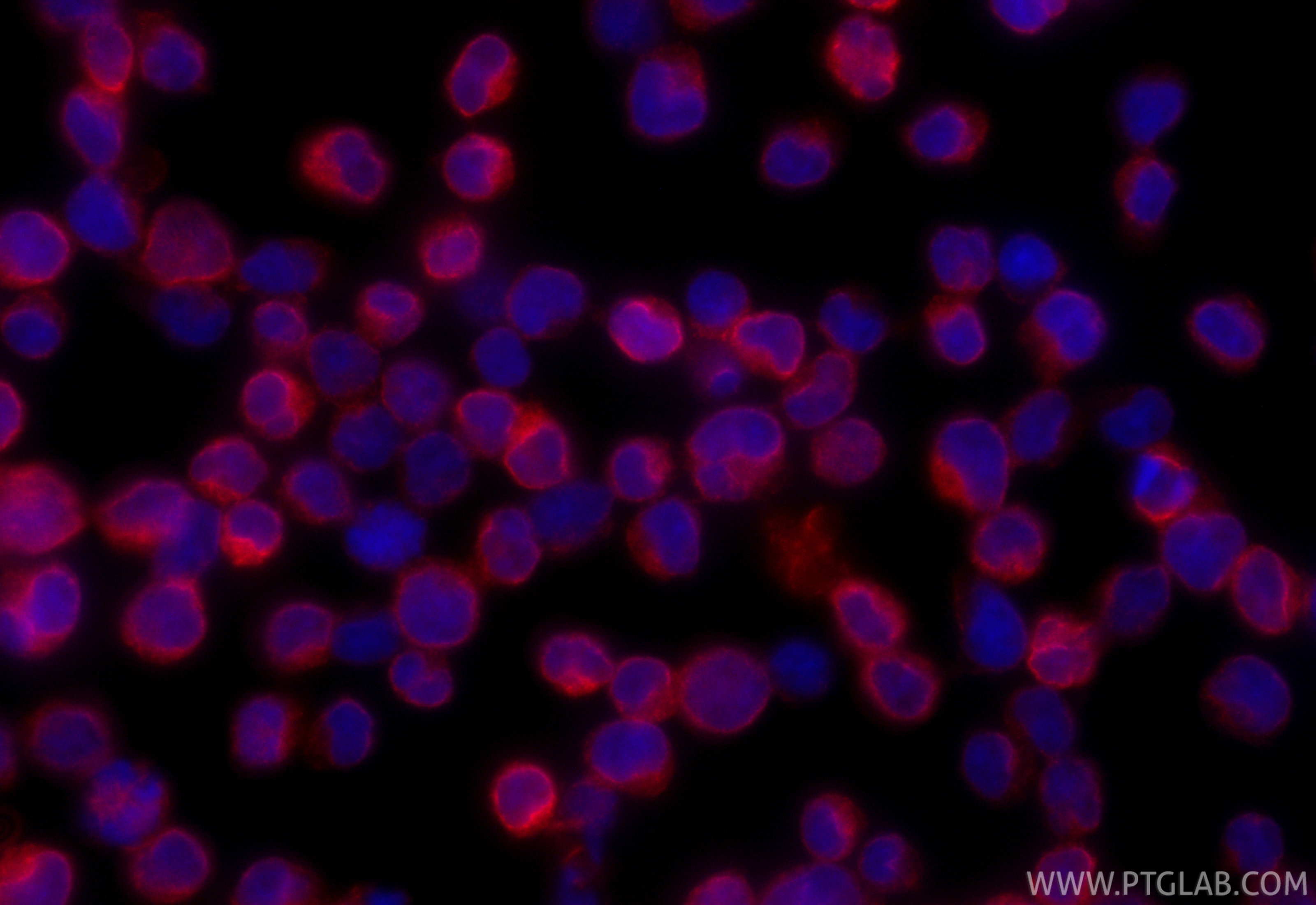 Immunofluorescent analysis of (4% PFA) fixed Jurkat cells using CoraLite®594 CD3 antibody (CL594-84505-4, Clone: 242012G2 ) at dilution of 1:200. IF Staining of Jurkat using CL594-84505-4