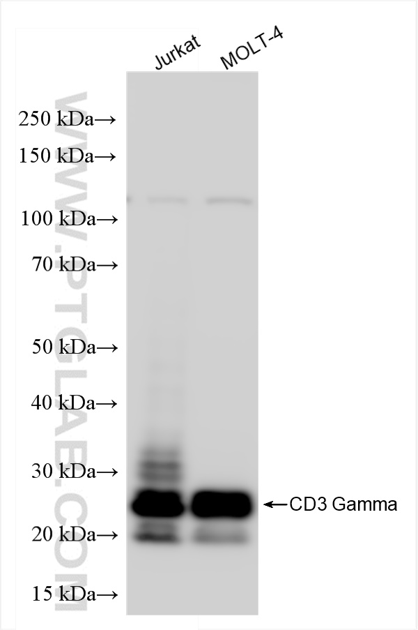 WB analysis using 84836-1-RR (same clone as 84836-1-PBS)