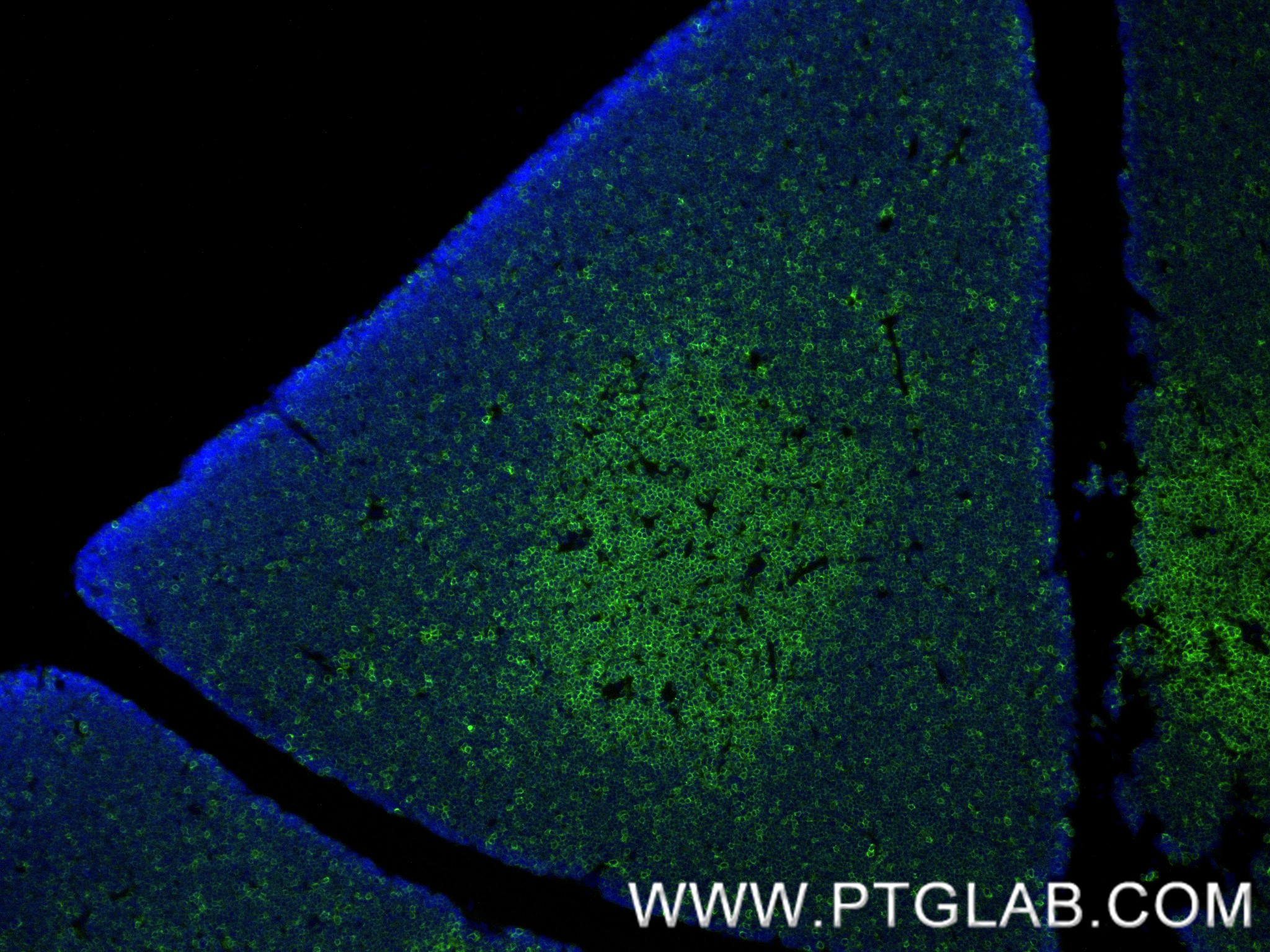 IF Staining of rat thymus using 86053-1-RR